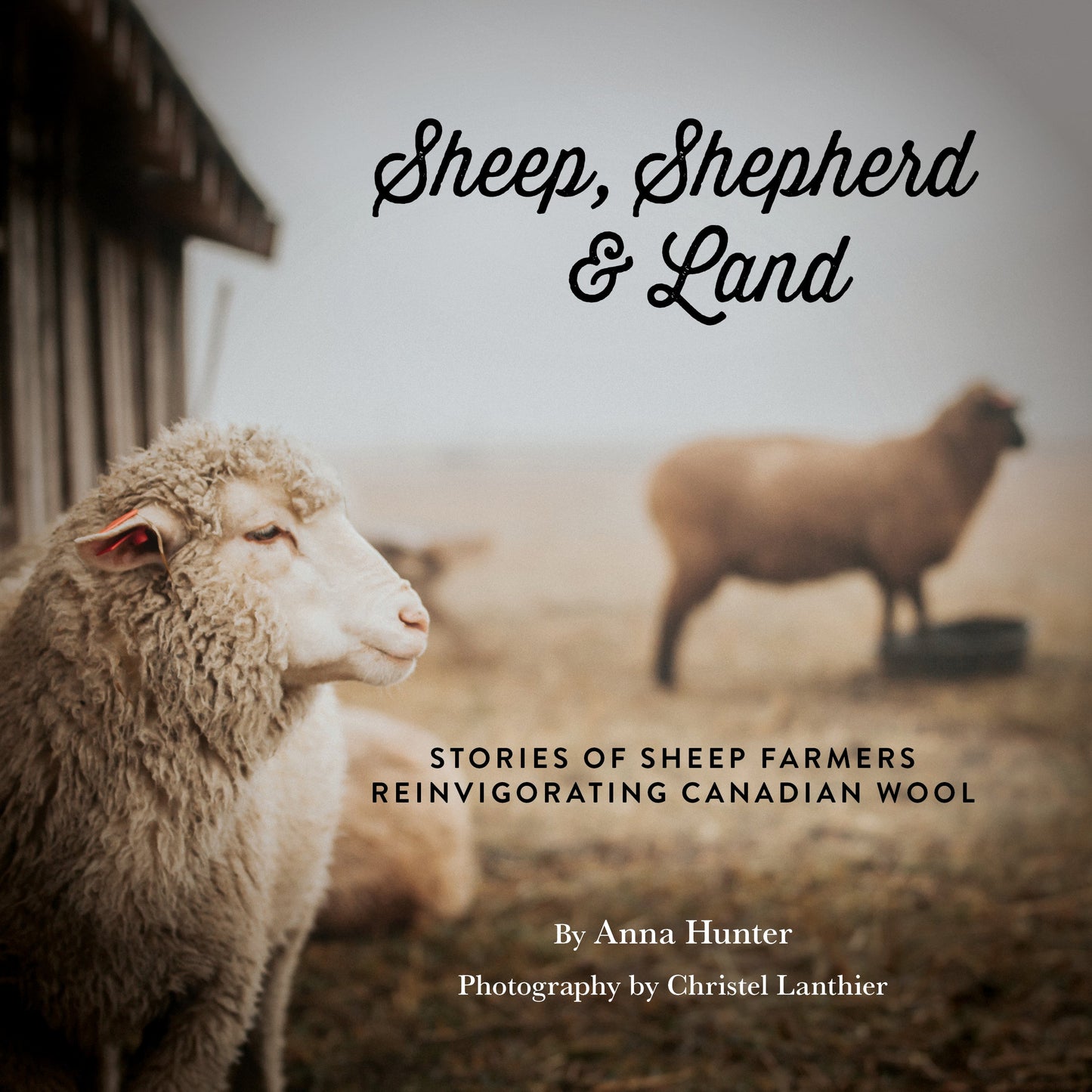 Bundle: The True Cost of Wool + Sheep, Shepherd & Land