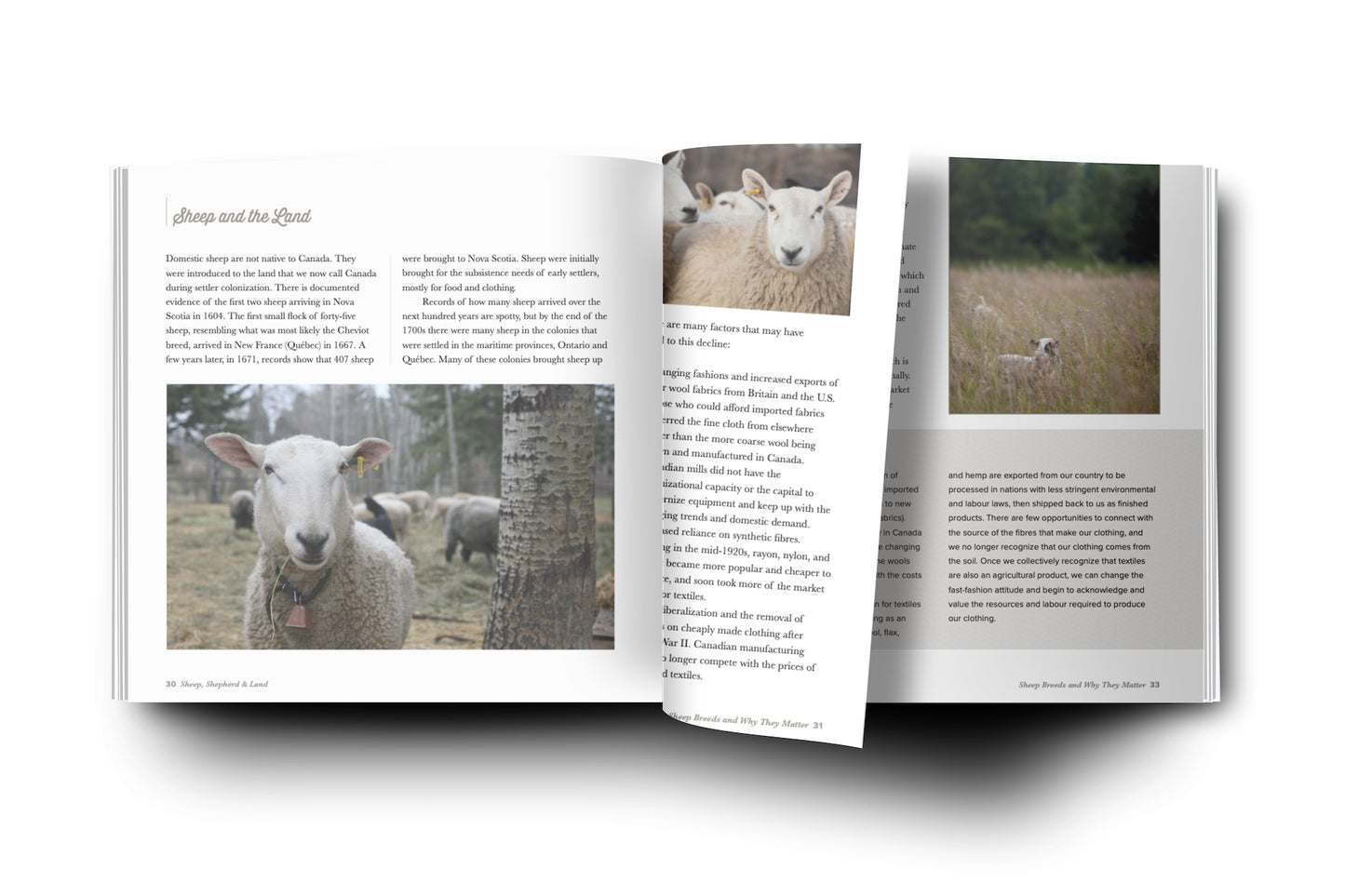 Sheep, Shepherd & Land, by Anna Hunter